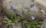 Campanula rotundifolia. Цветущие растения. Республика Алтай, Кош-Агачский р-н, Северо-Чуйский хребет, подножие поросшего лиственницей склона по границе с прибрежным галечником р. Актру. 14.08.2018.