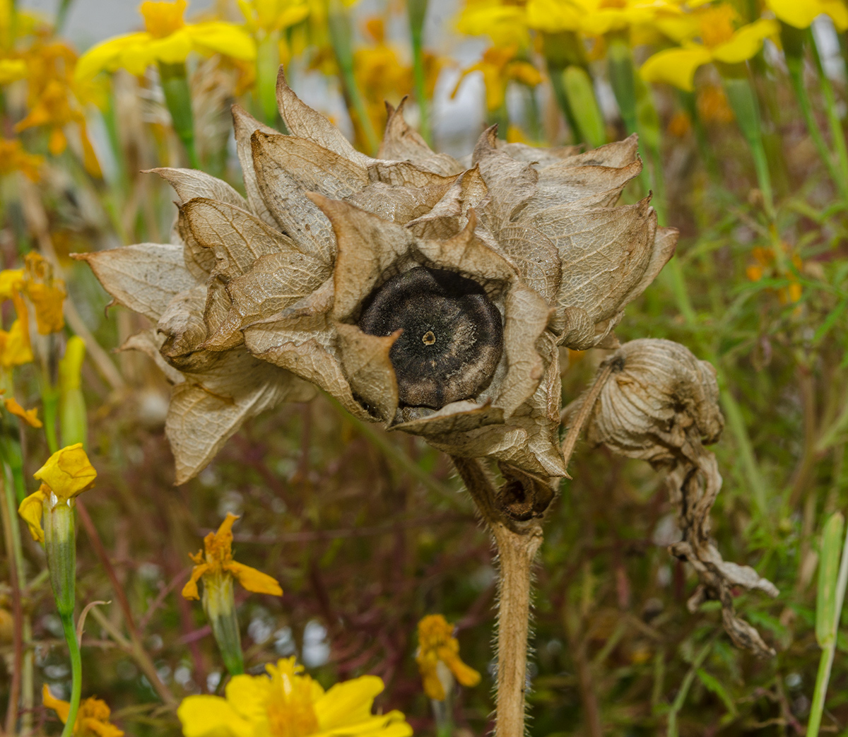 Image of Malva trimestris specimen.