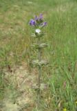 Salvia verbenaca