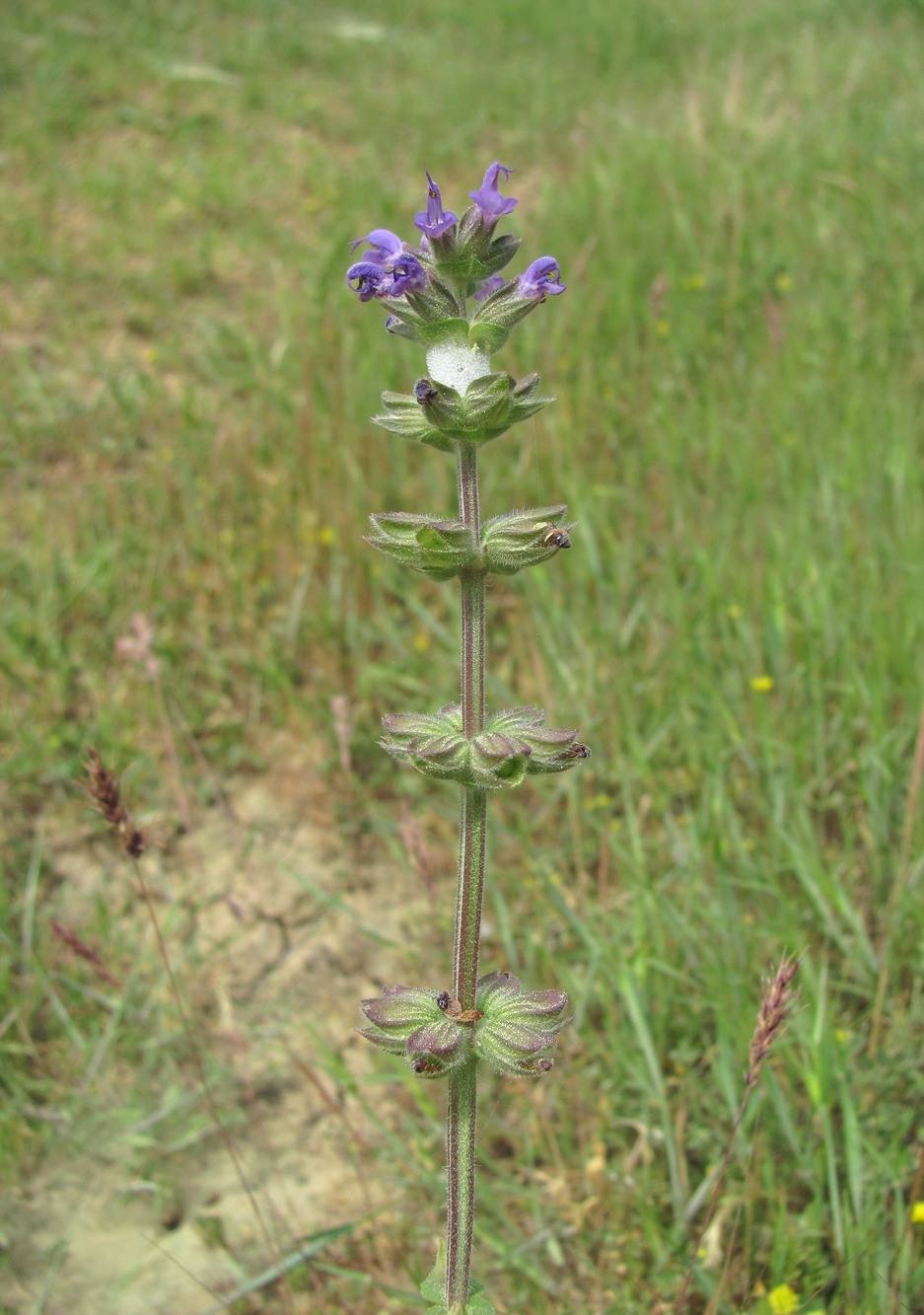 Image of Salvia verbenaca specimen.