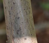 Senna alata