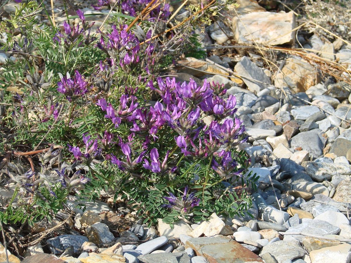 Image of Astragalus suffruticosus specimen.