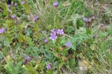 Gentianella caucasea