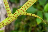 genus Phymatosorus