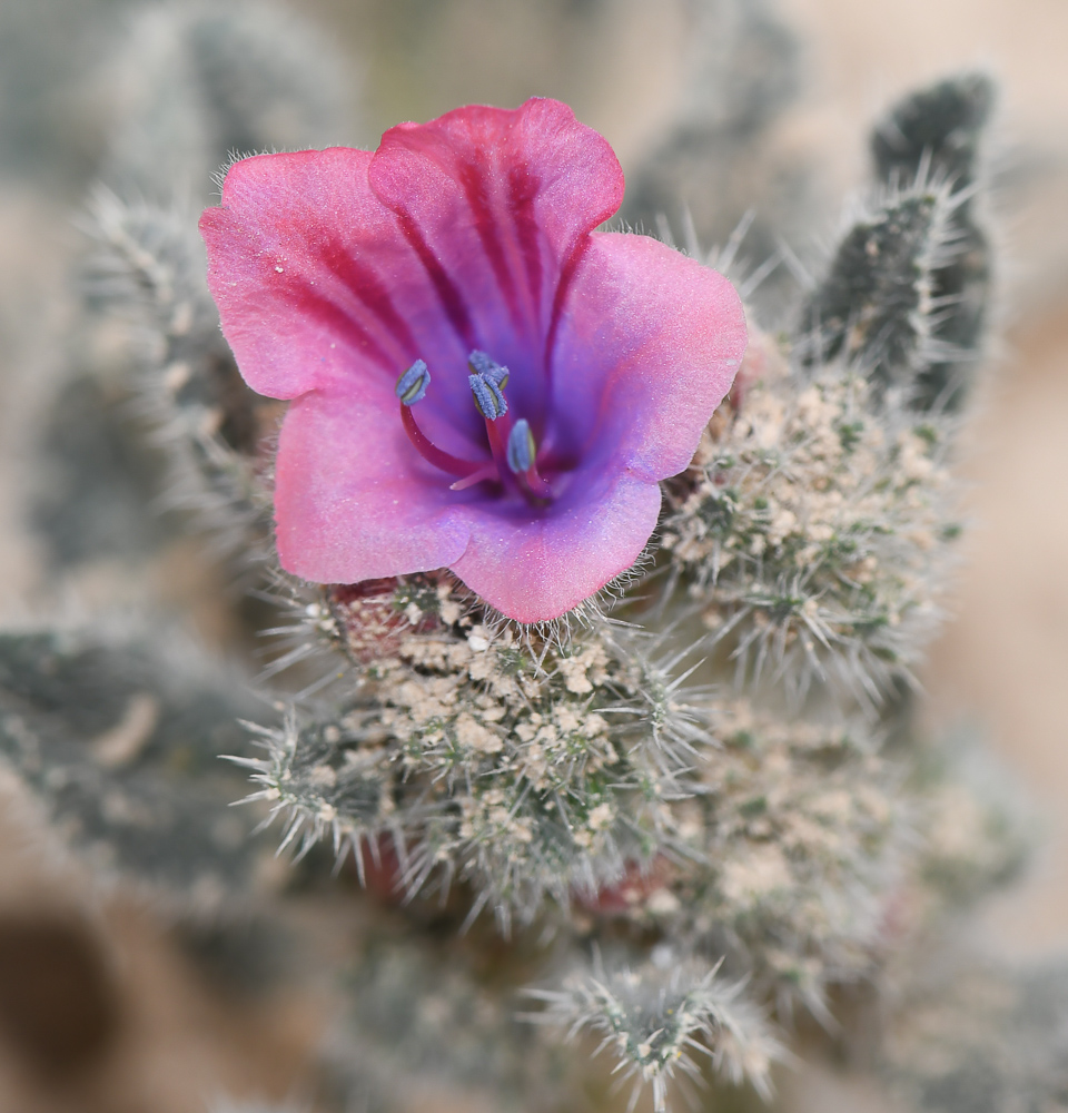 Image of Echium rauwolfii specimen.