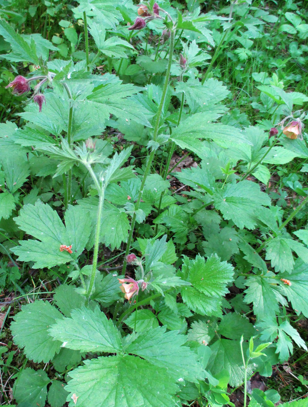 Image of Geum rivale specimen.