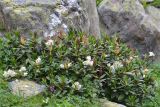 Rhododendron caucasicum
