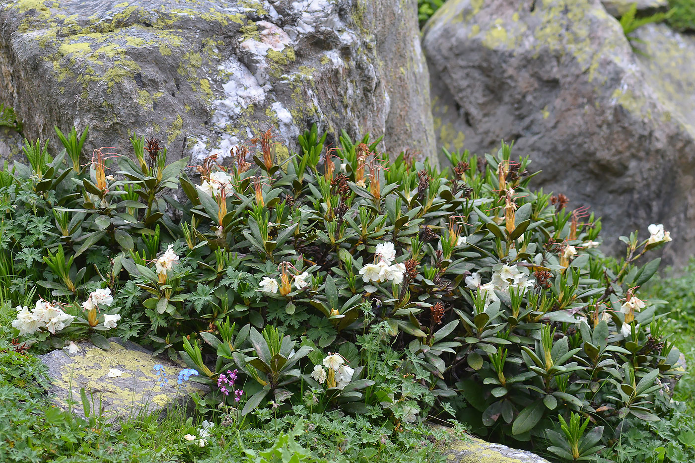 Изображение особи Rhododendron caucasicum.