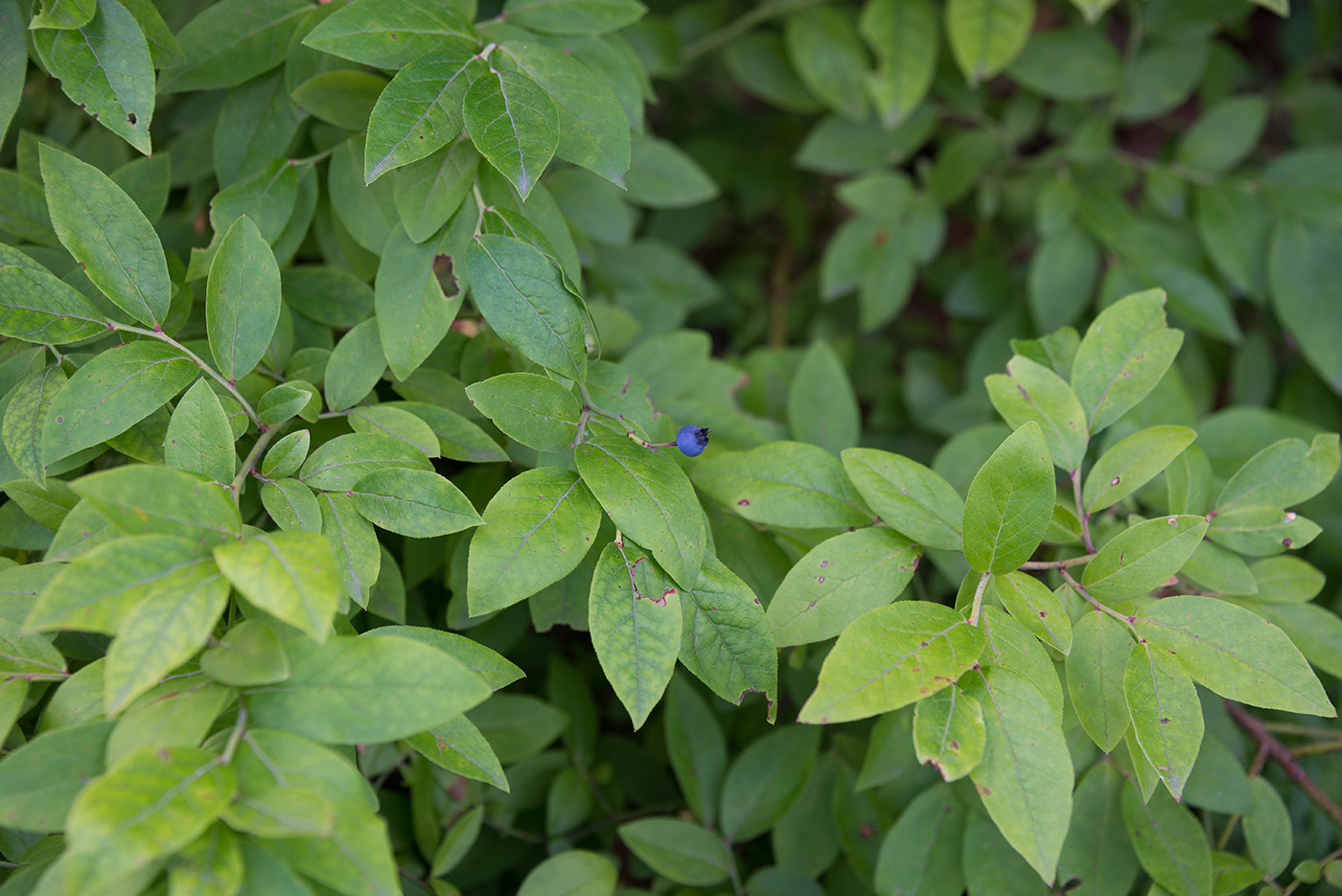 Image of genus Vaccinium specimen.