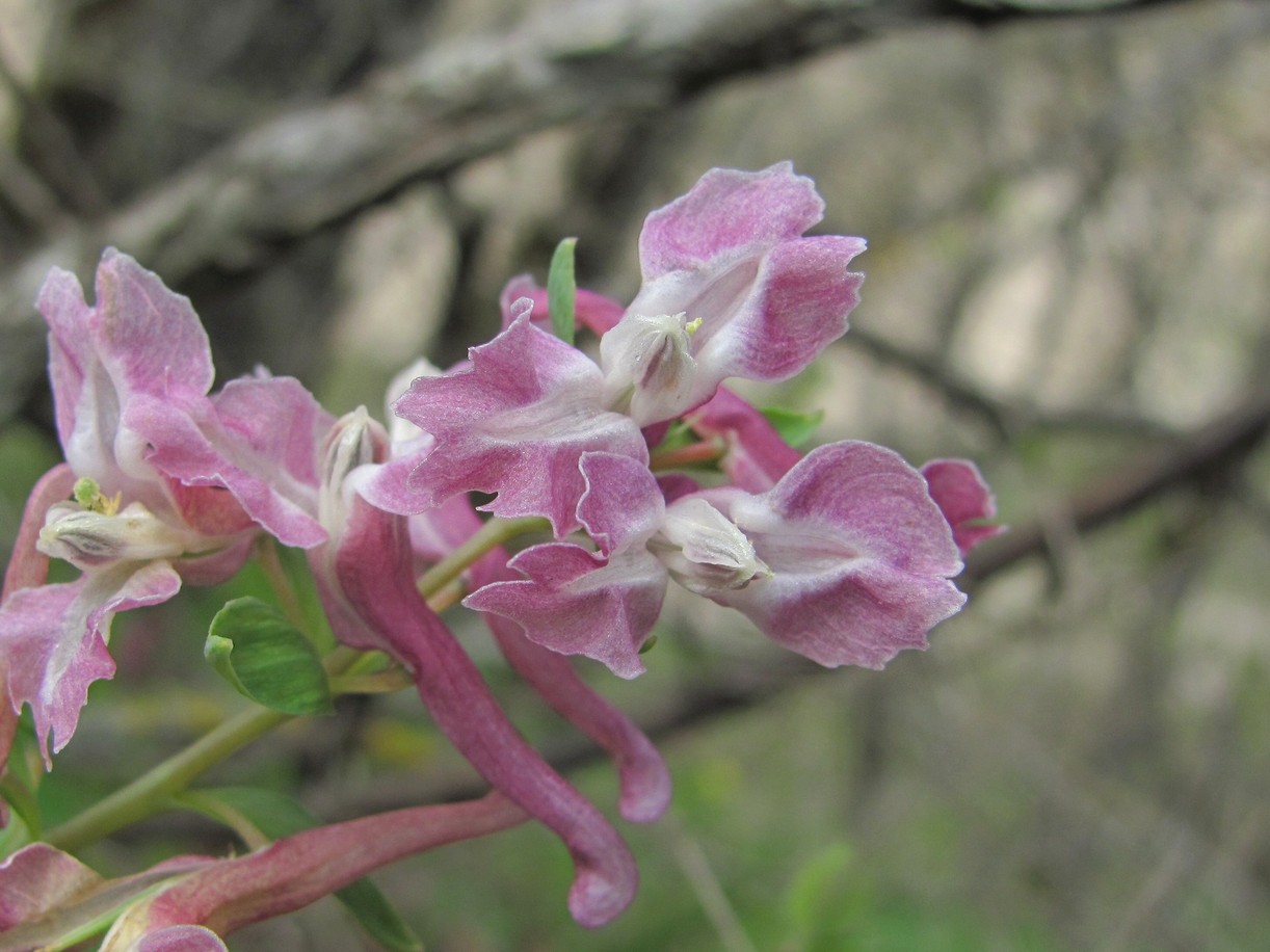 Изображение особи Corydalis cava.