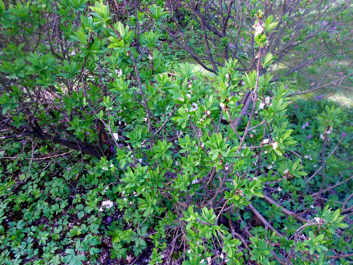 Image of Daphne mezereum specimen.