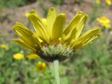 Anthemis monantha