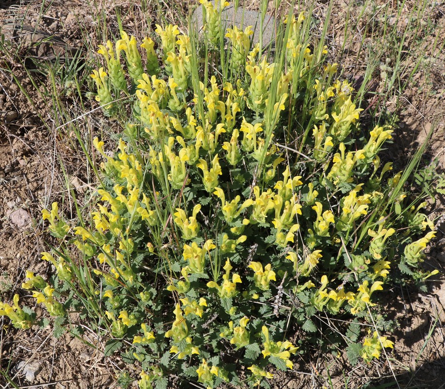 Изображение особи Scutellaria darriensis.