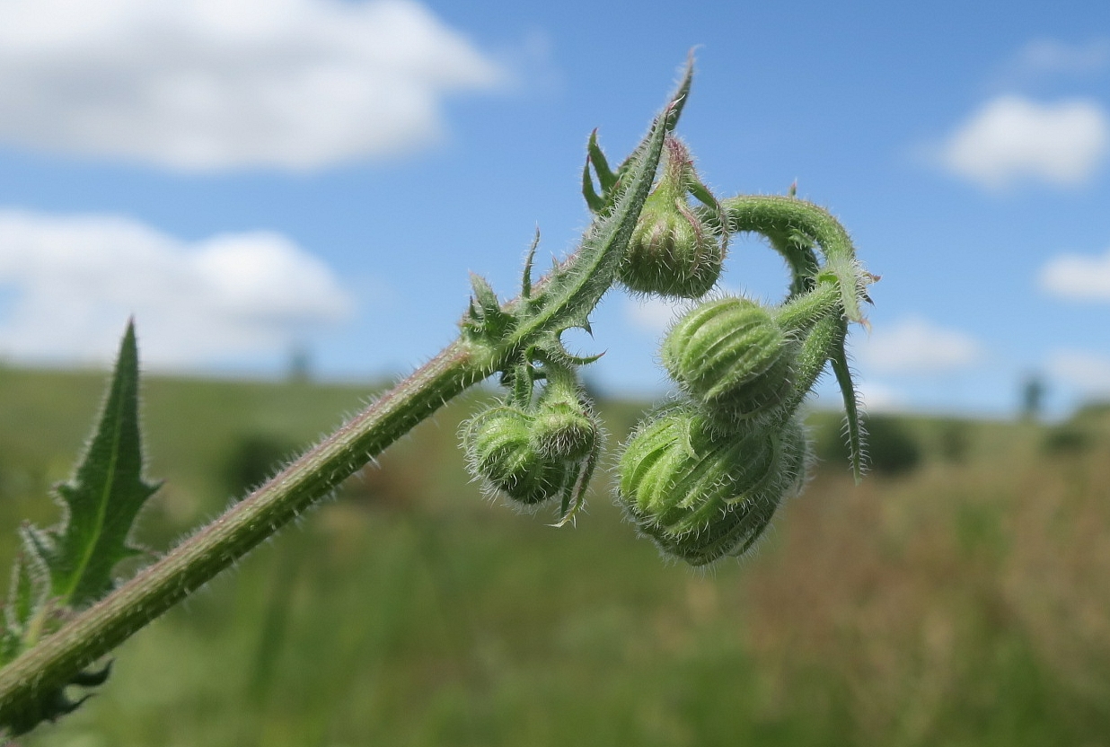 Изображение особи Crepis rhoeadifolia.