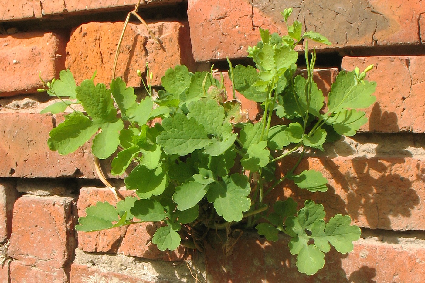 Изображение особи Chelidonium majus.