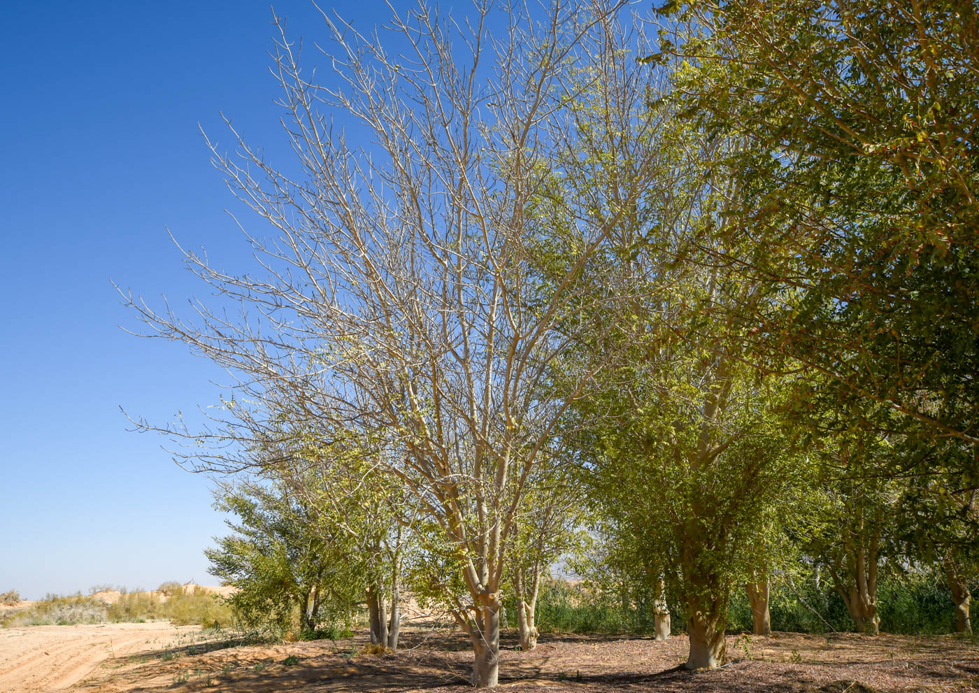 Изображение особи Sclerocarya birrea.