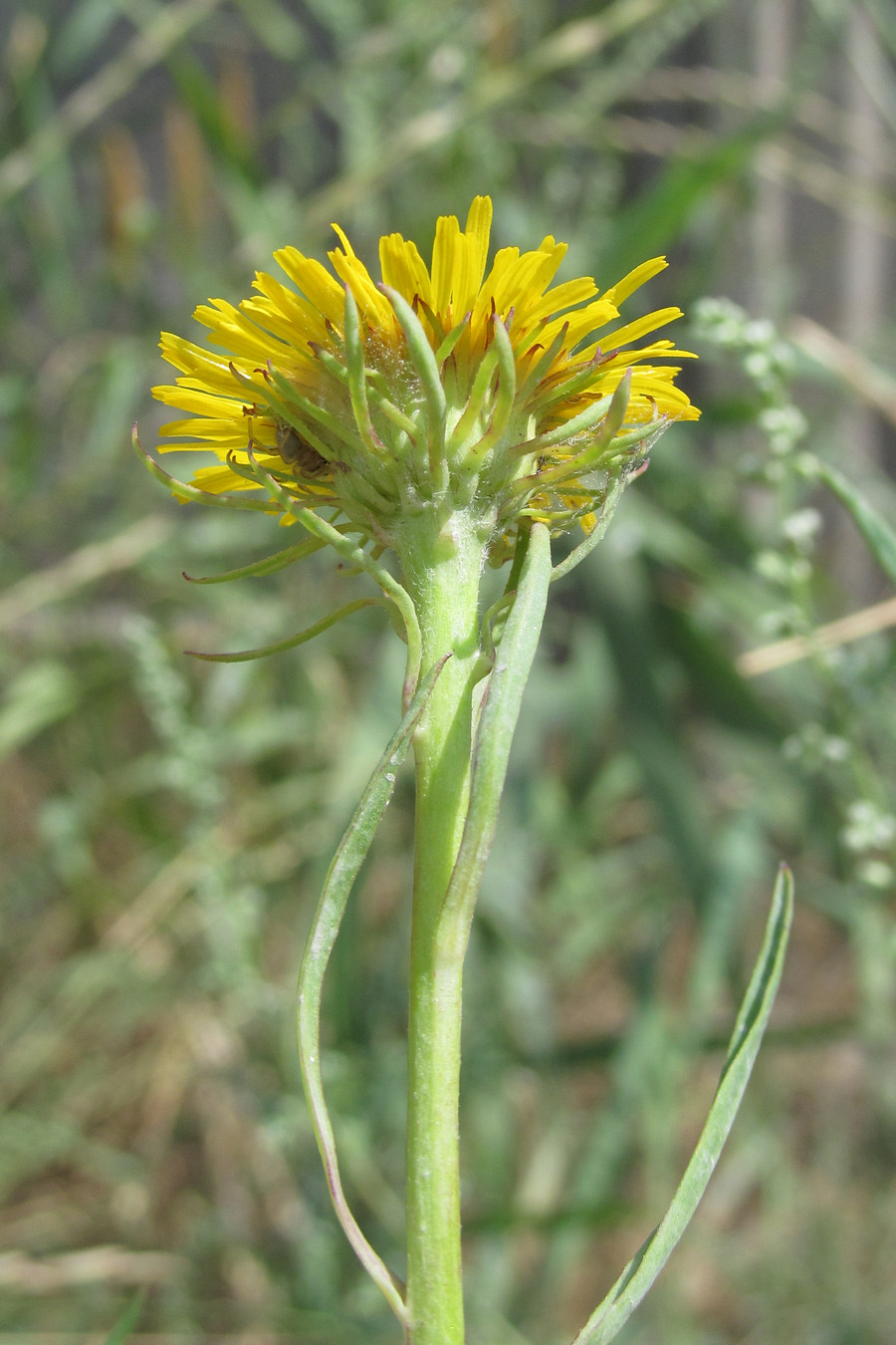 Изображение особи Inula caspica.