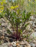 Senecio jacobaea