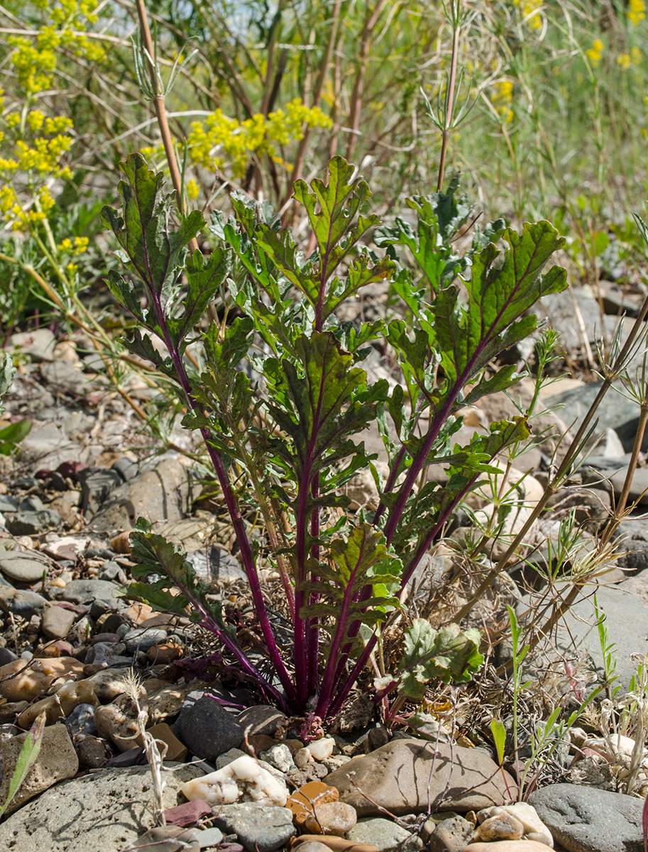 Изображение особи Senecio jacobaea.