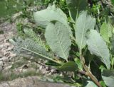 Salix caprea