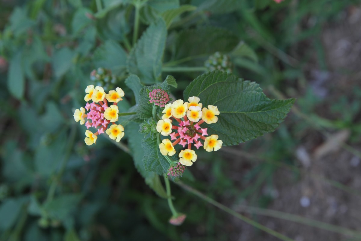 Изображение особи Lantana camara.