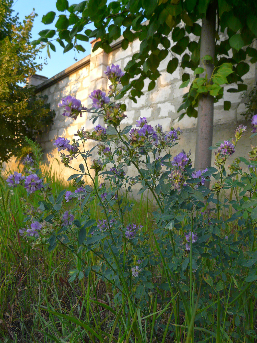 Image of Medicago sativa specimen.