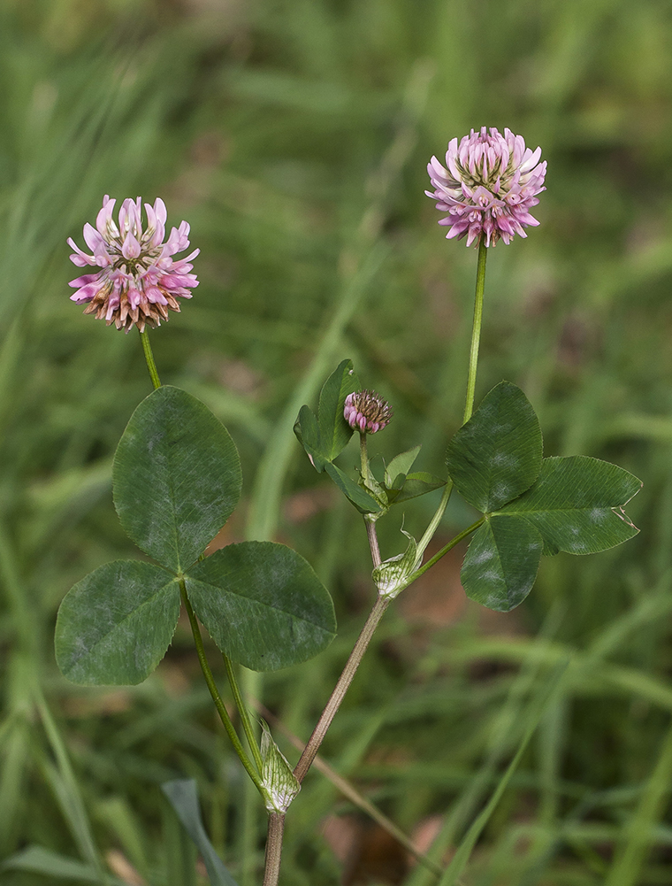 Изображение особи Trifolium hybridum.