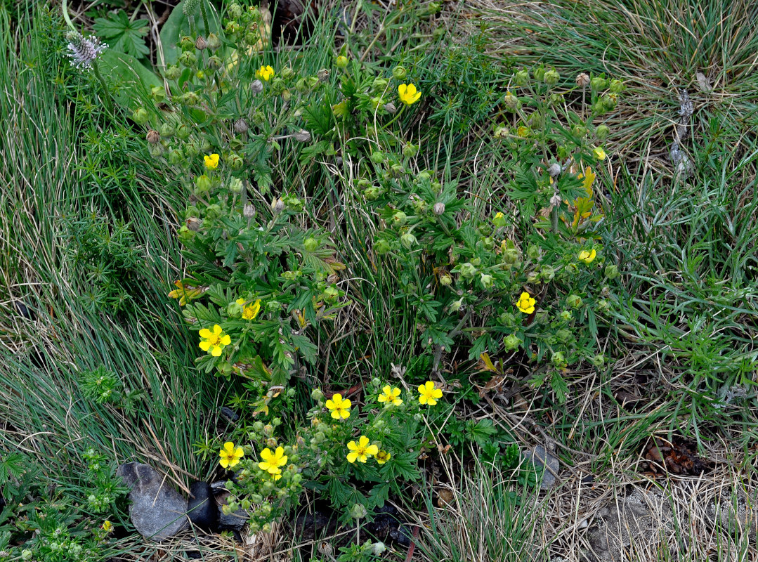 Image of genus Potentilla specimen.