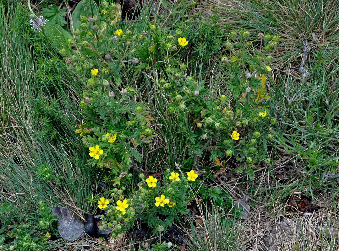 Изображение особи род Potentilla.