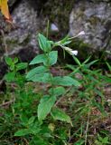 genus Epilobium. Цветущее и плодоносящее растение. Челябинская обл., Саткинский р-н, хребет Зюраткуль, ≈ 1100 м н.у.м., у подножия скал. 31.07.2019.