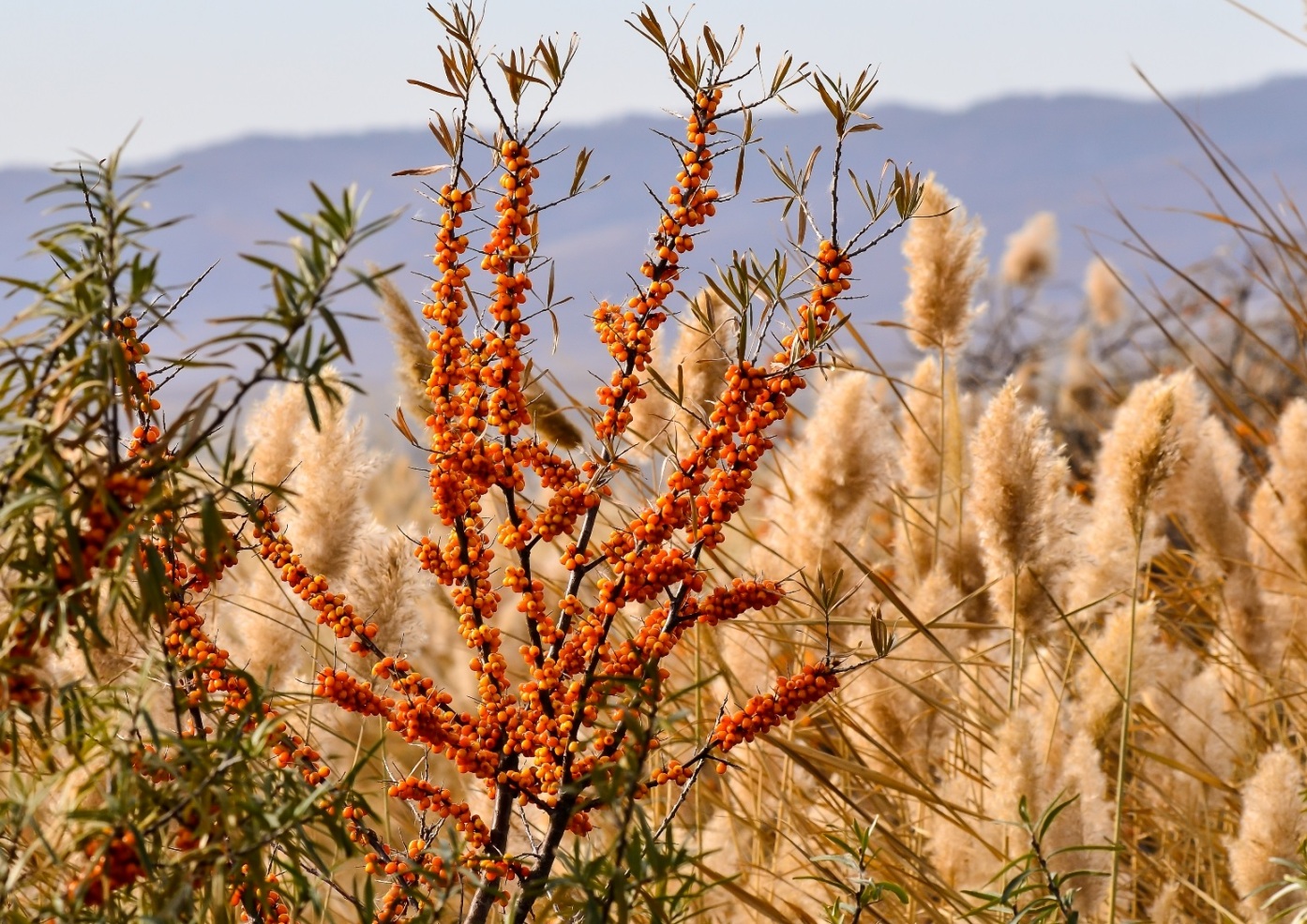 Image of Hippophae rhamnoides specimen.