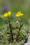 Helianthemum buschii. Цветущие растения. Краснодарский край, Мостовский р-н, с.-в. склон горы Малый Тхач, каменистый субальпийский луг. 12.06.2019.