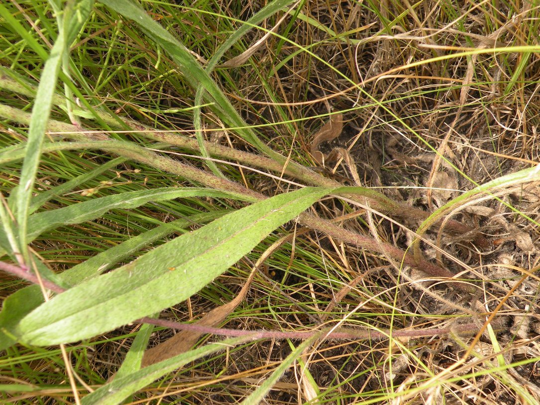 Image of Pilosella echioides specimen.