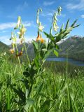 Lathyrus gmelinii