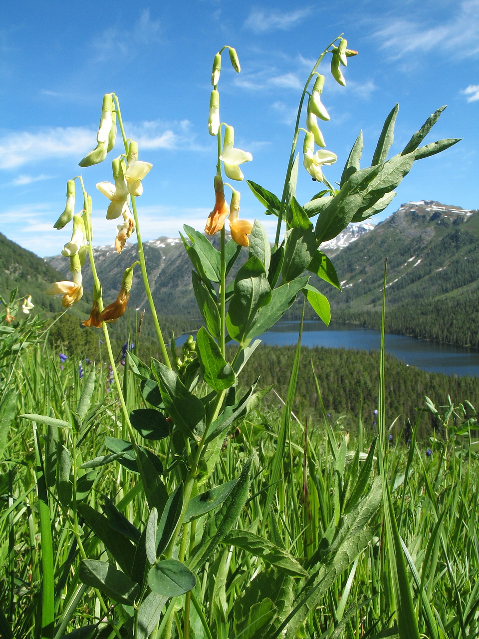 Image of Lathyrus gmelinii specimen.