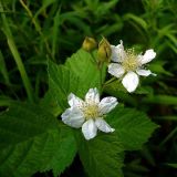 Rubus caesius