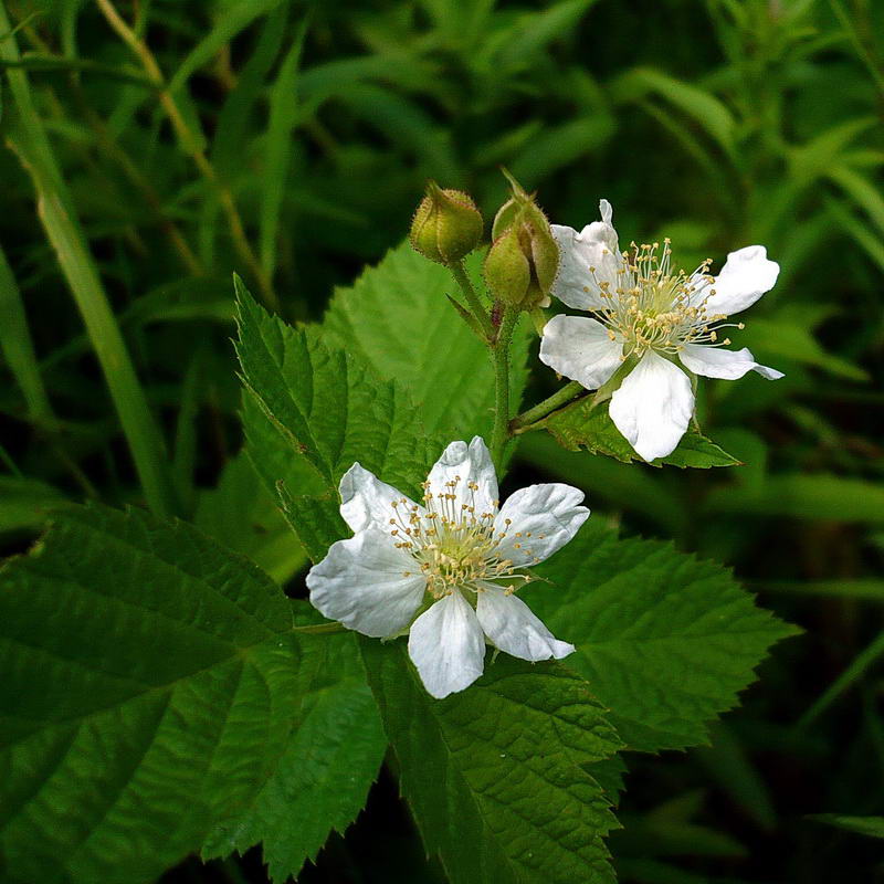 Изображение особи Rubus caesius.