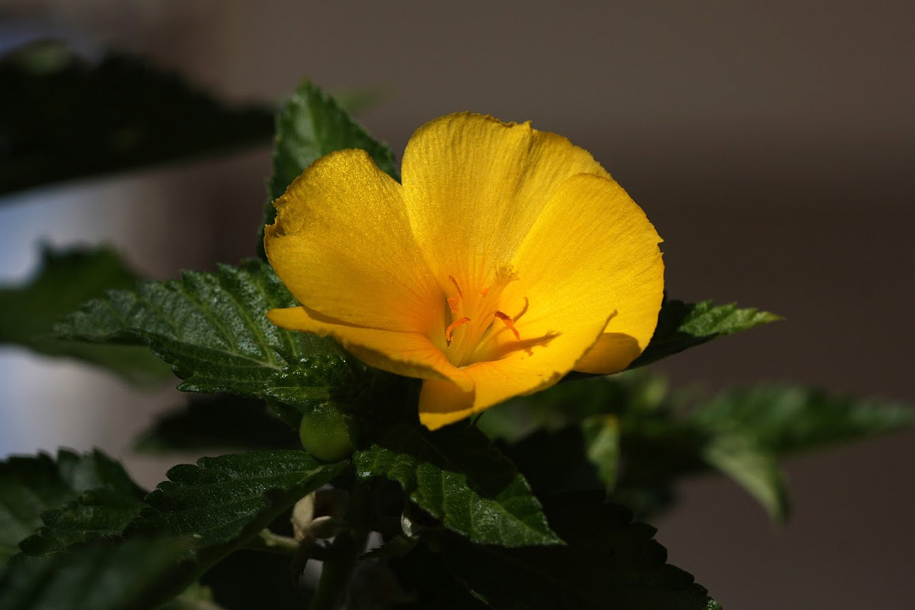 Image of Turnera ulmifolia specimen.