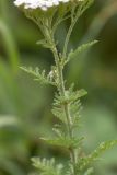 Achillea nobilis