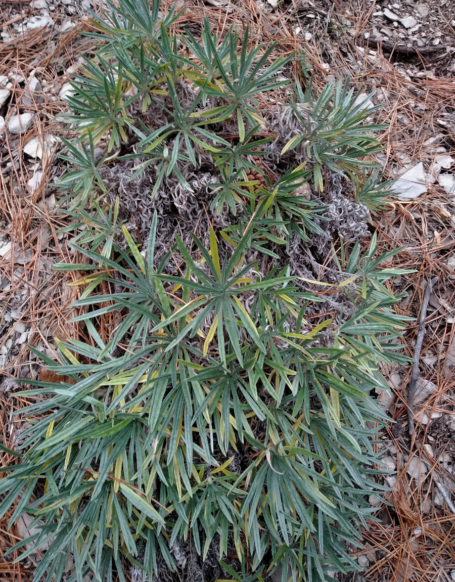 Image of Onosma polyphylla specimen.