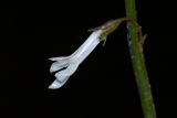 Lobelia dortmanna