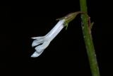 Lobelia dortmanna