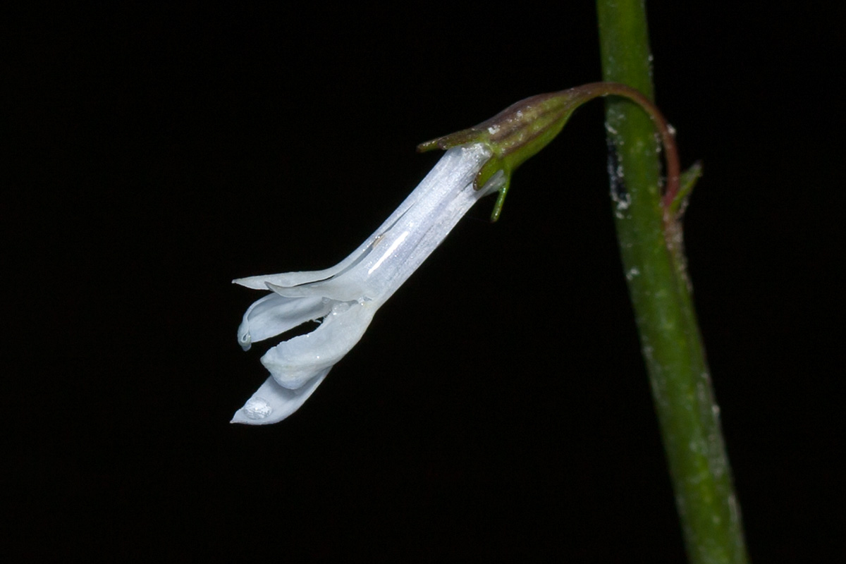 Изображение особи Lobelia dortmanna.