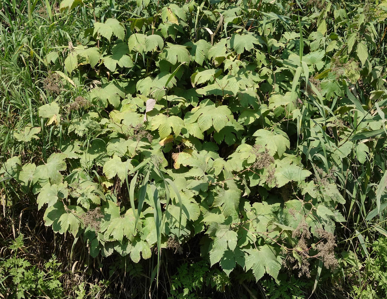 Изображение особи Filipendula camtschatica.