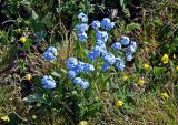 Myosotis austrosibirica