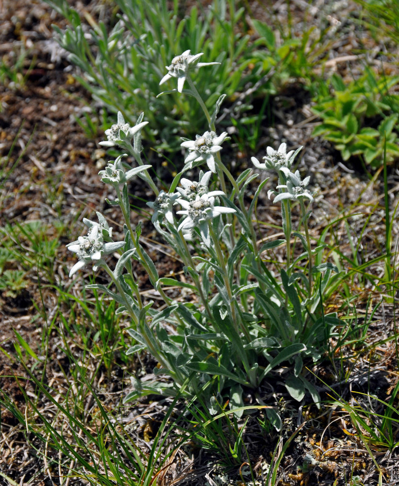 Image of Leontopodium fedtschenkoanum specimen.