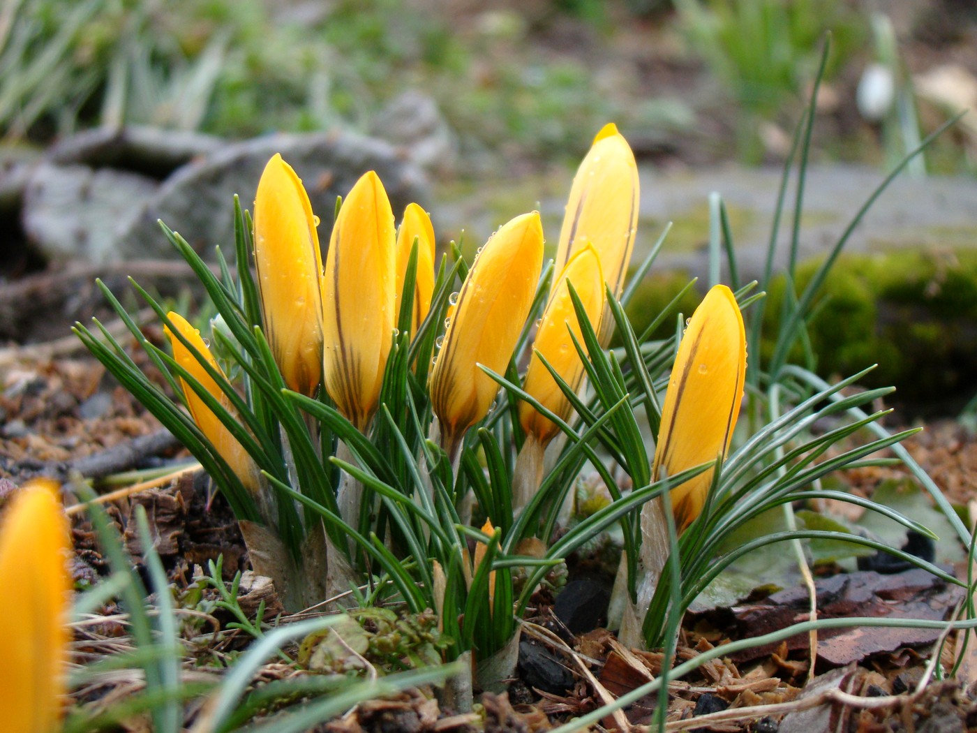 Image of Crocus &times; luteus specimen.