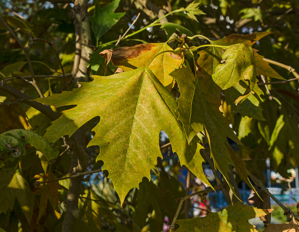 Изображение особи Platanus orientalis.