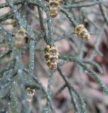 Hesperocyparis macnabiana