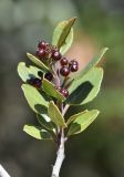 Rhamnus alaternus